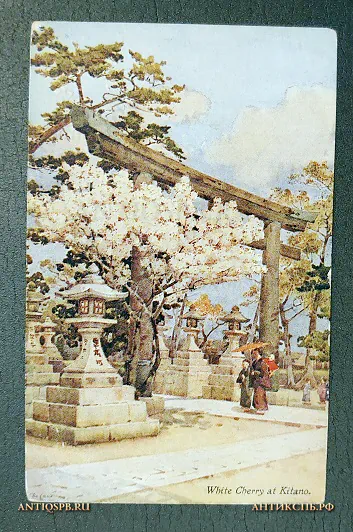 Открытка старинная "White Cherry at Kitano" Цветущая вишня Китано Япония Нач. ХХ века №6606
